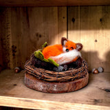 The sleeping fox in its twig wreath, displayed on a sunlit wooden shelf